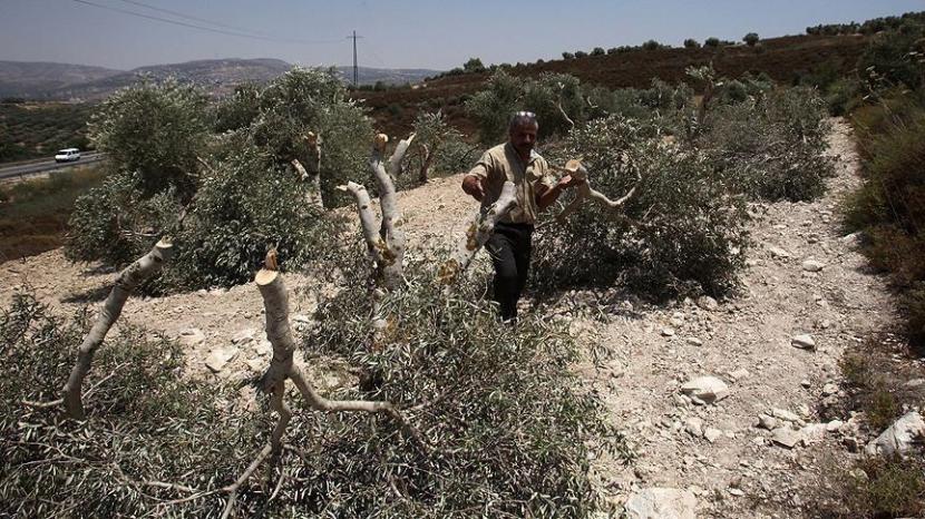Pemukim Israel pada Selasa (29/6) menebang puluhan pohon zaitun dan membakar daerah pertanian Palestina di wilayah pendudukan Tepi Barat.