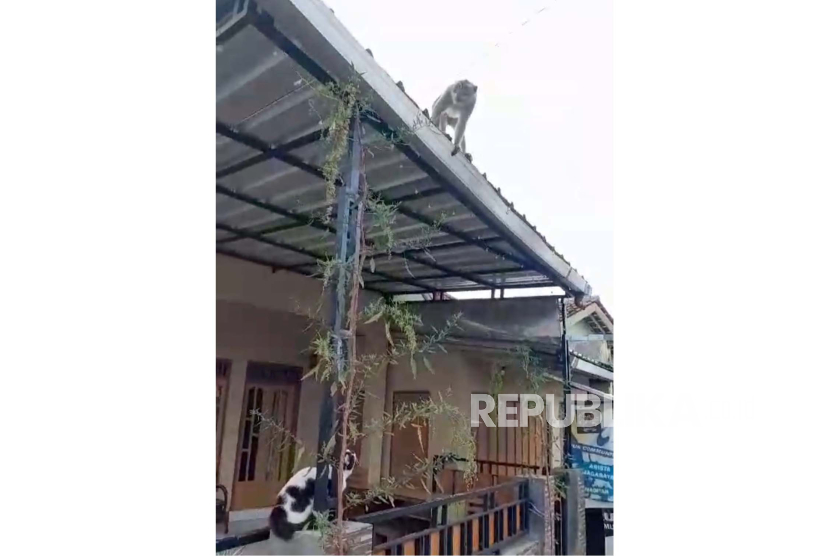 Tangkapan layar Kera liar jenis ekor panjang (Macaca Fascicularis) dilaporkan berkeliaran dan meresahkan warga di Dusun Puhun, Desa Widarasari, Kecamatan Kramatmulya, Kabupaten Kuningan, Rabu (13/3/2024). 