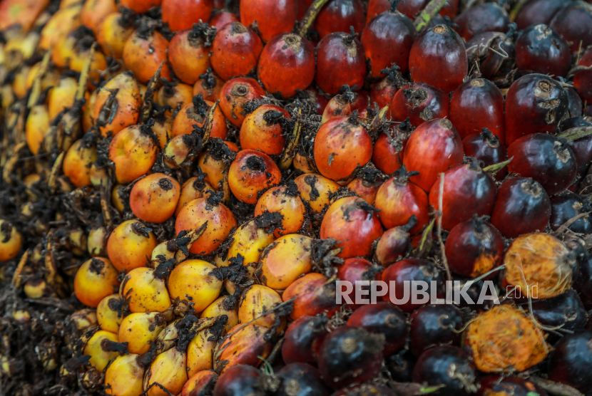 Pemandangan dari dekat buah kelapa sawit yang baru dipanen di perkebunan kelapa sawit di Deliserdang, Sumatera Utara 15 Maret 2022.
