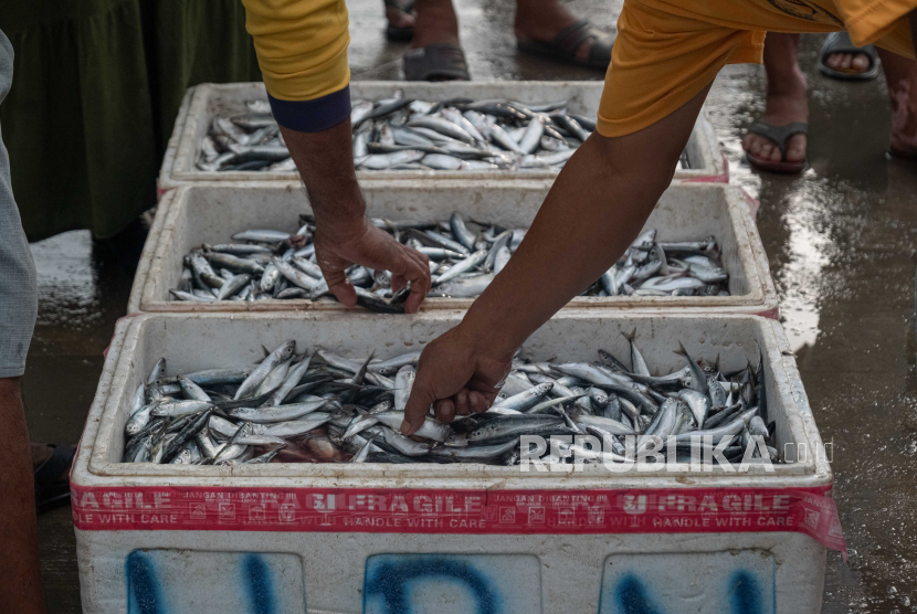 Warga memilih ikan hasil tangkapan nelayan di Pasar Pelelangan Ikan Kendari, Sulawesi Tenggara, Rabu (13/12/2023). Harga ikan di pelelangan itu khususnya ikan lajang turun menjadi Rp15 ribu per kg dari sebelumnya berkisar Rp30 ribu per kg akibat hasil tangkapan nelayan melimpah.  