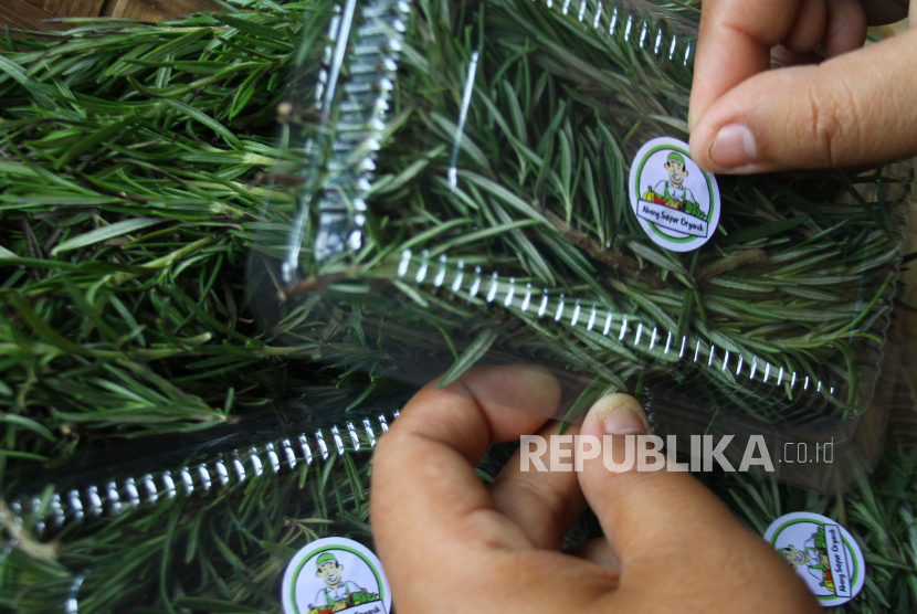 Petani milenial mengemas sayur organik untuk dijual di pasar digital (ilustrasi). Karantina Pertanian Semarang, Jawa Tengah memberikan bimbingan teknis (bimtek) Prosedur Ekspor Produk Pertanian kepada 50 orang petani muda.