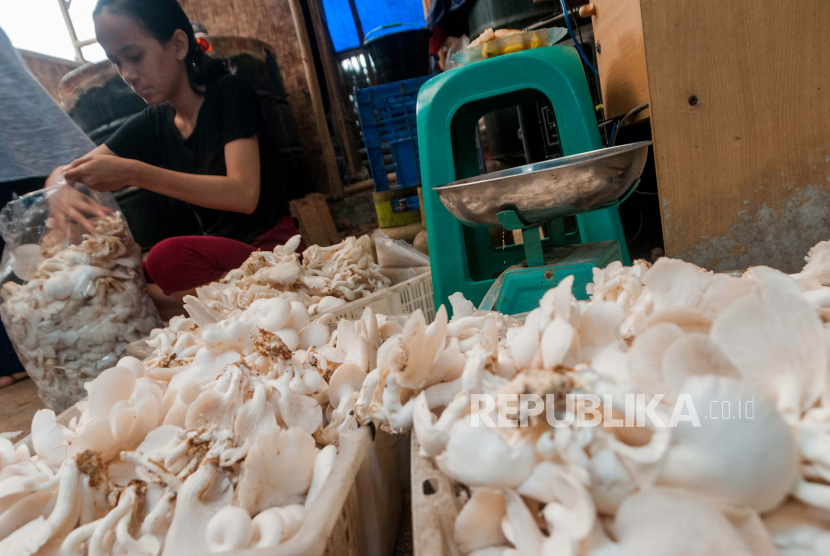 Pekerja mengemas jamur tiram di kampung Koncang, Lebak, Banten, pekan lalu. Pemerintah memiliki dua program untuk membantu pemulihan UMKM.
