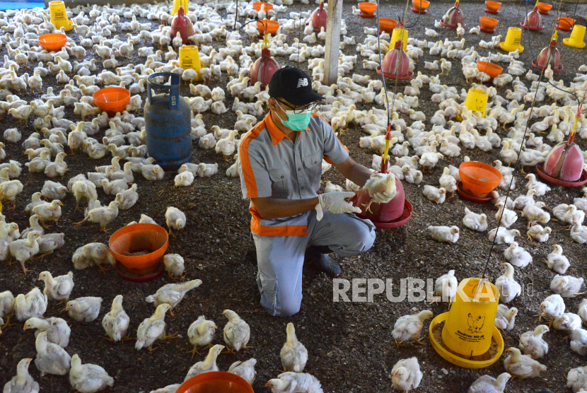 Petugas kesehatan hewan Dinas Peternakan Provinsi Aceh memeriksa kesehatan ayam di kandang milik warga, Desa Peukan Bilue, Kecamatan Darul Kamal, Kabupaten Aceh Besar, Aceh, Kamis (2/3/2023). Dinas Peternakan Provinsi Aceh melakukan disinfektan, pemeriksaan kesehatan, dan memantau ke sejumlah usaha peternak unggas dalam upaya pencegahan penyakit flu burung. 