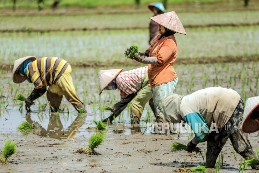 Pekerja menanam benih padi di sawah. (Ilustrasi)