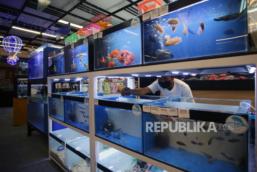 Pengunjung mengamati ikan hias dalam akuarium (ilustrasi). Kementerian Kelautan dan Perikanan (KKP) bergerak cepat dalam merespons keluh kesah para pelaku usaha ikan hias di Yogyakarta. 