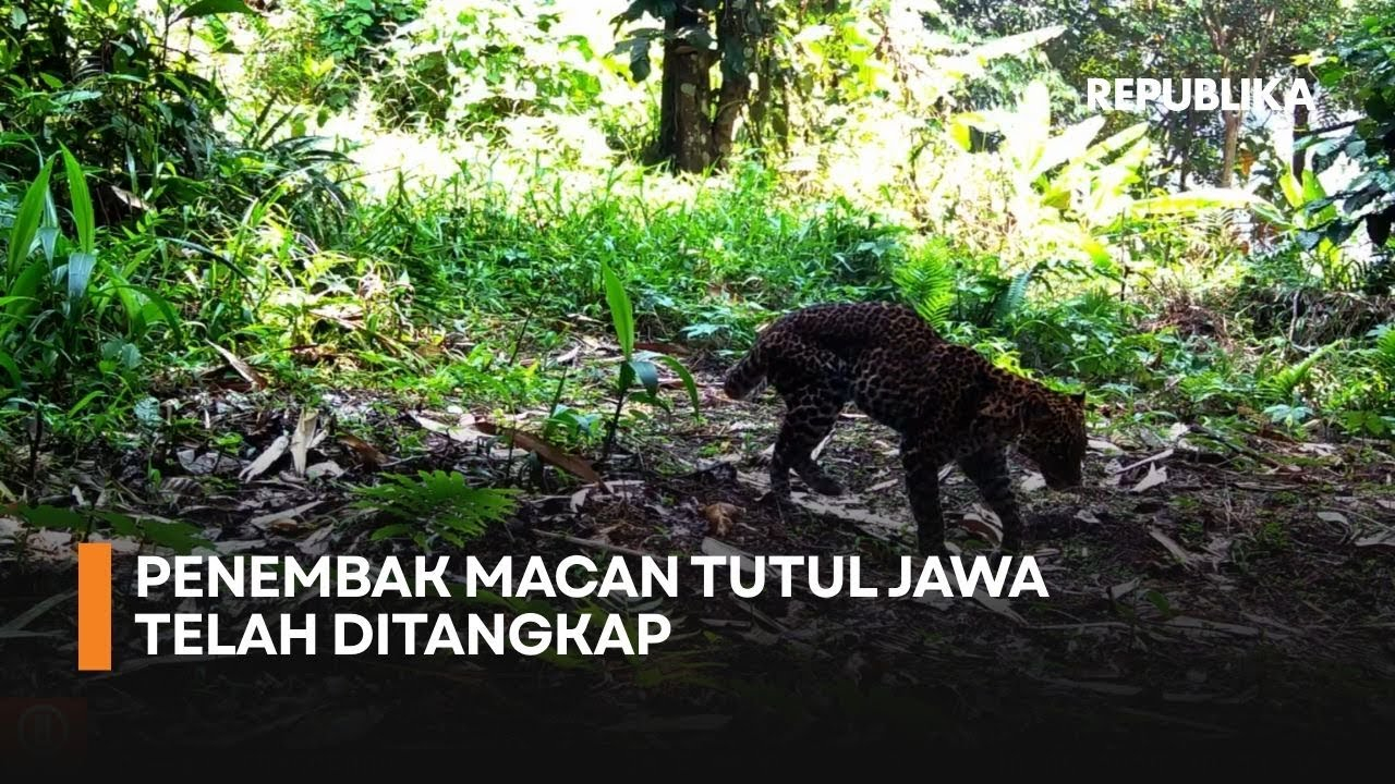Polda Jabar Menangkap Penembak Macan Tutul Jawa