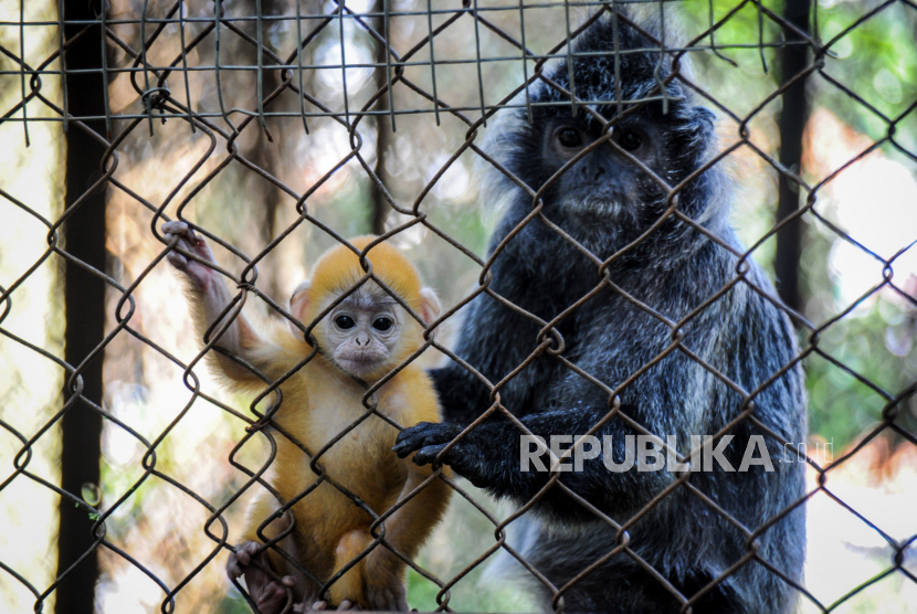 Seekor anak Lutung Jawa (Trachypitecus Auratus) didampingi induknya di Bandung Zoo, Bandung, Jawa Barat, Selasa (2/6/2020). Bandung Zoo memiliki satu ekor tambahan koleksi primata dilindungi yang dilahirkan pada 3 Mei 2020  saat pandemi COVID-19 dan diberi nama Fitri