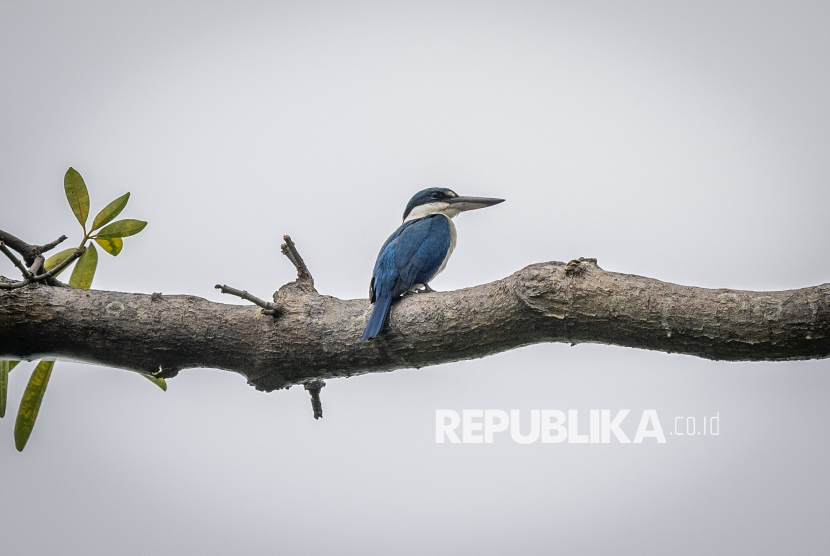 Indonesia–Malaysia Amankan 257 Tanaman Dilindungi di Perbatasan Kalimantan