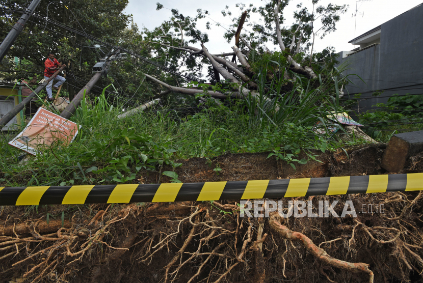 Petugas mengecek jaringan kabel listrik yang tertimpa pohon tumbang
