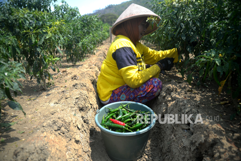 Petani memanen cabai merah besar di Kretek, Bantul, Yogyakarta, Rabu (1/11/2023). 