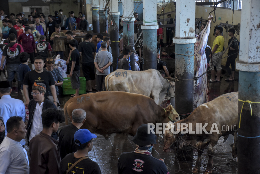 Suasana penyembelihan sapi kurban di Rumah Potong Hewan (RPH) Ciroyom, Jalan Arjuna, Kota Bandung, Jawa Barat, Kamis (29/6/2023). 