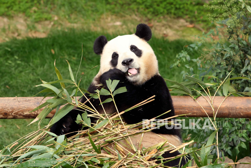  Giant panda Fu Bao eats bamboo at Everland amusement park in Yongin, South Korea, 03 March 024. Fu Bao, a female giant panda born in Everland amusement park, who is turning four years old this year, will be transferred to the China Conservation and Research Center for the Giant Panda in Sichuan Province in early April  under an international agreement.  