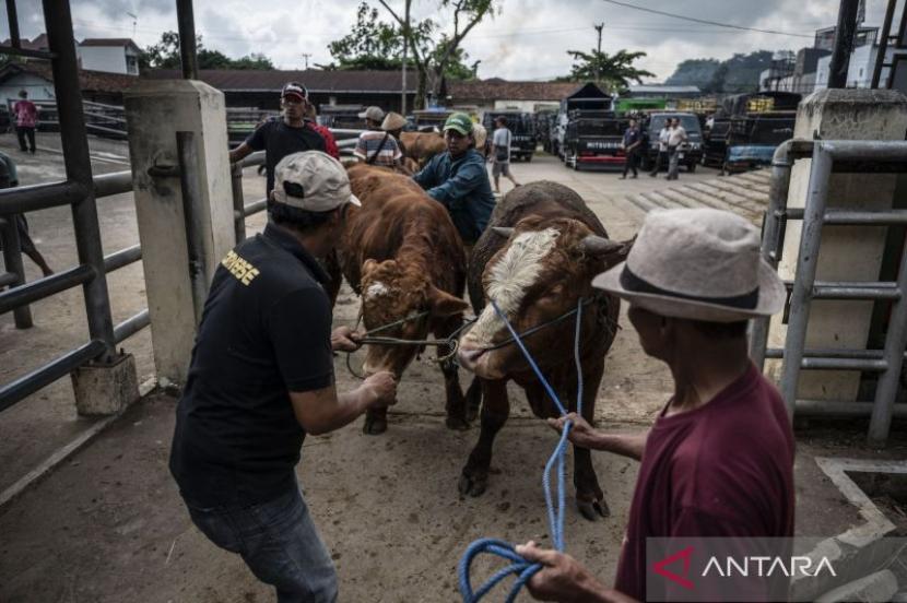 Pemkab Dharmasraya Usung Inseminasi Buatan Kerbau Cegah Kepunahan