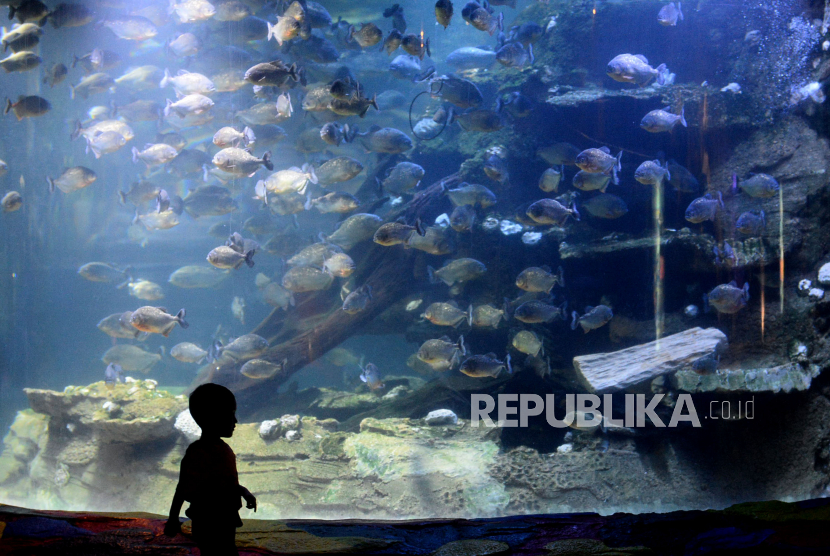 Serorang anak mengamati ikan saat berkunjung ke SeaWorld Ancol, Jakarta.