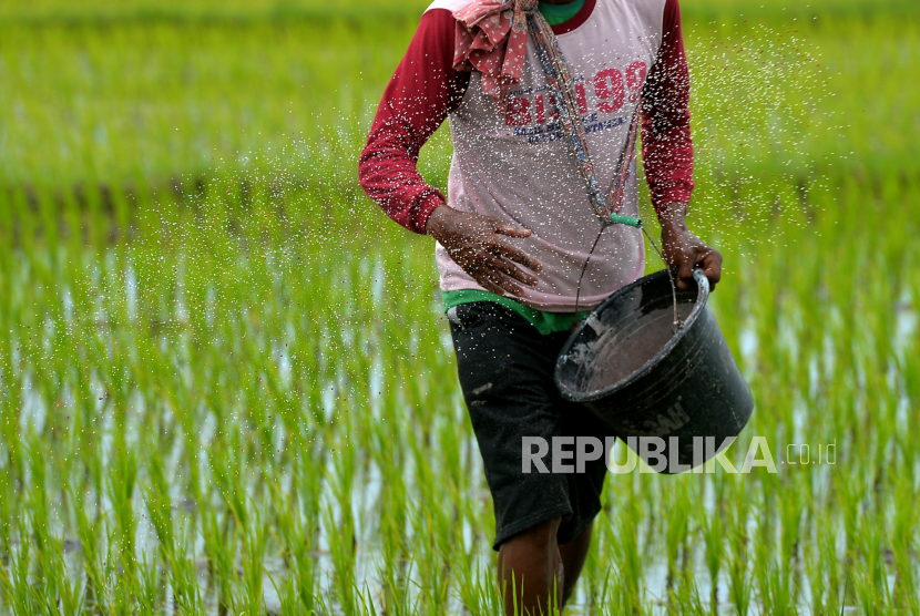 Menteri Pertanian Syahrul Yasin Limpo menyebutkan pupuk merupakan variabel penting pertanian. (ilustrasi).