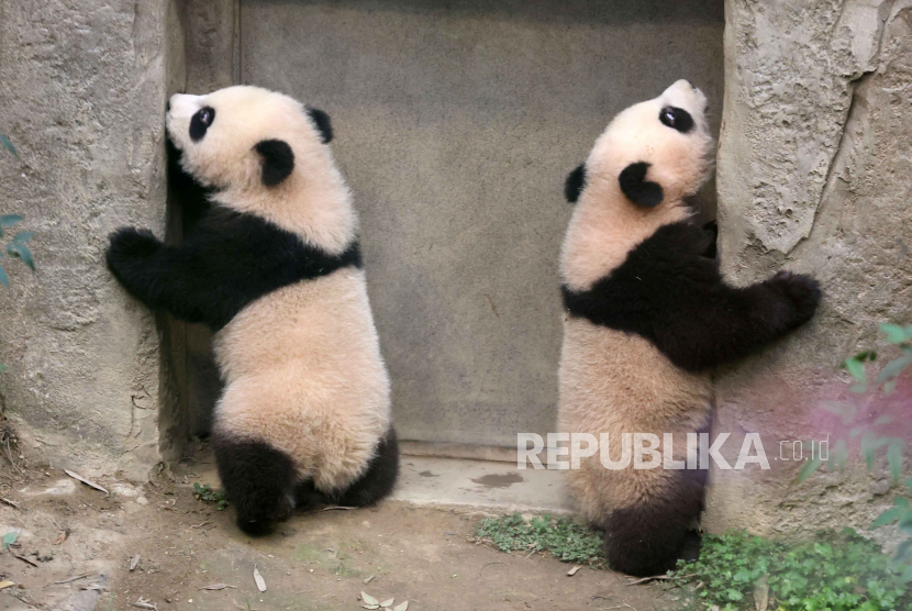 Dua anak panda kembar Rui Bao dan Hui Bao terlihat di taman hiburan Everland di Yongin, selatan Seoul, Korea Selatan, Rabu (3/1/ 2024). Dua anak panda kembar ini lahir dari induk panda raksasa Ai Bao dan pasangannya Le Bao pada 7 Juli 2023 lalu. Kelahiran anak panda kembar ini sebelumnya menjadi kali pertama dalam sejarah di Korea Selatan.