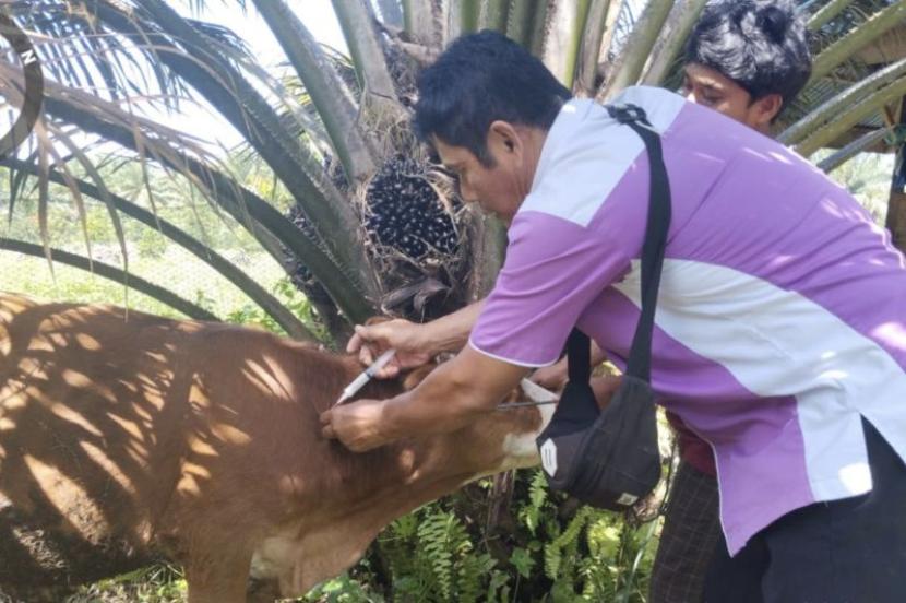 Dinas Pertanian Pasaman perketat pengawasan antisipasi virus jembrana.