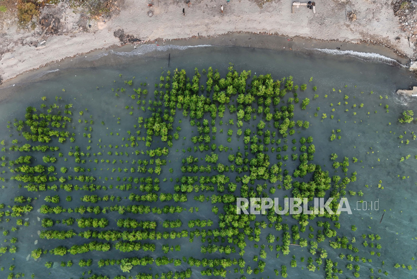 Warga beraktivitas di pesisir pantai di kawasan konservasi mangrove (ilustrasi).