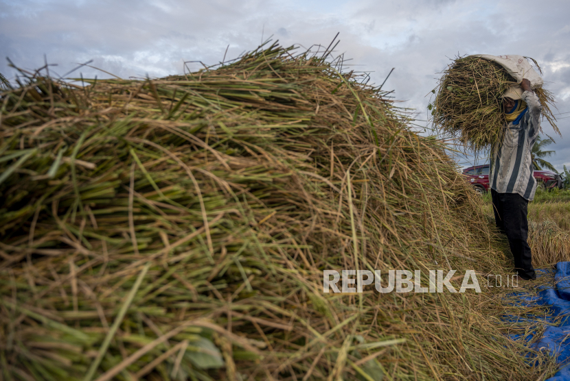 Petani menumpuk padi yang baru saja disabit untuk dirontokkan di Desa Porame, Sigi, Sulawesi Tengah, beberapa waktu lalu. 