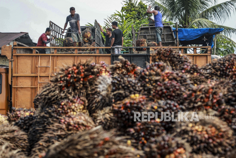 Pekerja memindahkan buah sawit yang baru dipanen dari truk kecil ke truk yang lebih besar di perkebunan kelapa sawit di Deli Serdang, Sumatera Utara, Indonesia, 23 Mei 2022. 