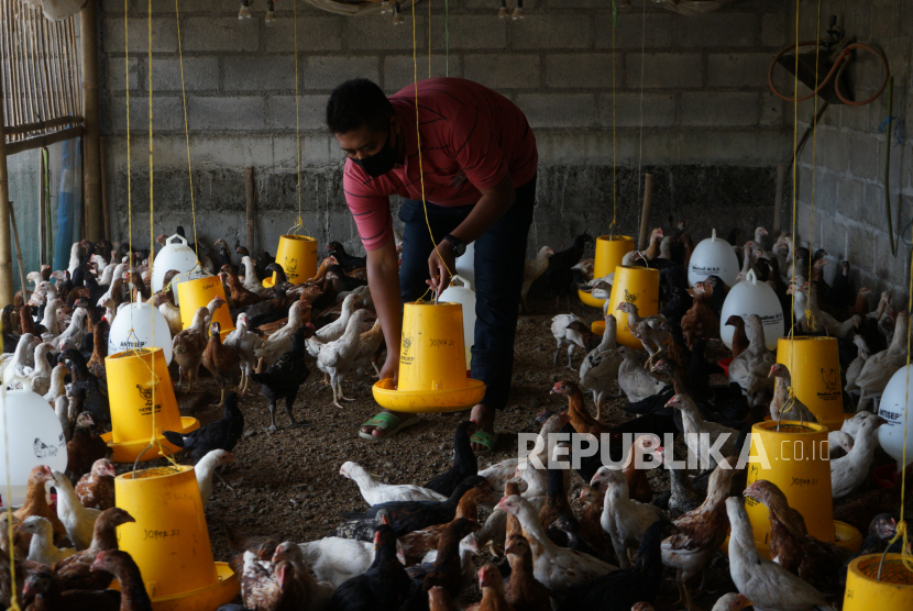 Peternak mengecek pakan ayam di kandang (ilustrasi). Pemerintah Provinsi Papua Barat membuka ruang bagi investor pembangunan pabrik pakan ternak di Distrik Masni Kabupaten Manokwari.
