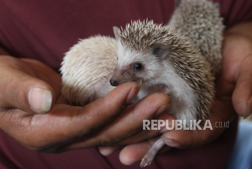 Peternak memindahkan anakan landak mini (Erinaceinae) yang dibudidayakan di Donowarih, Malang, Jawa Timur, Jumat (2/6/2023).