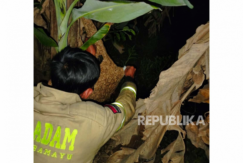 Petugas Pemadam Kebakaran (Damkar) Kabupaten Indramayu mengevakuasi sarang tawon di sebuah kebun wilayah Desa Babakanjaya, Kecamatan Gabuswetan, Kabupaten Indramayu, Jawa Barat.