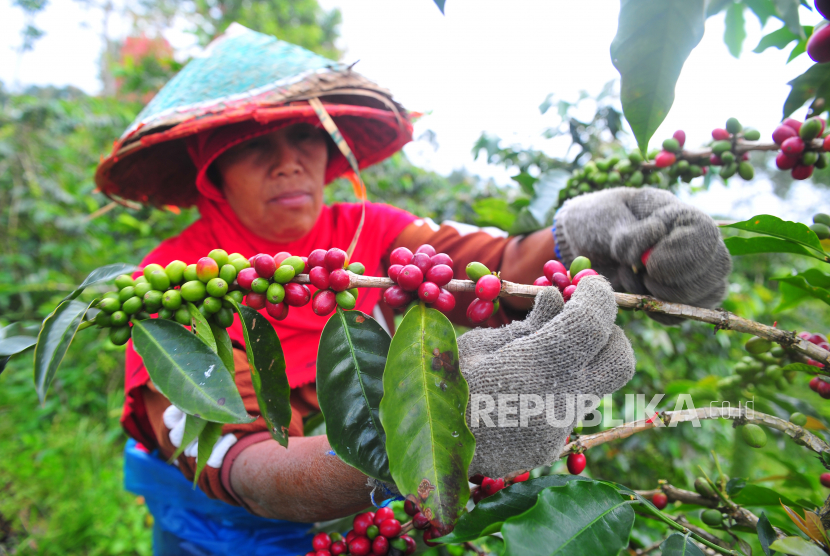 Petani memanen biji kopi arabika di Gunung Labu, Kayu Aro Barat, Kerinci, Jambi, akhir pekan lalu. Kementerian Perdagangan (Kemendag) bertekad akan membantu petani kopi menghadapi tantangan. Terutama dalam masa pandemi Covid-19 ini. 