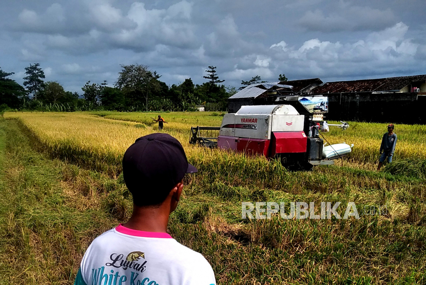 Petani mengawasi proses panen padi menggunakan mesin di Bantul, Yogyakarta, Senin (16/1/2023). Kementerian Pertanian menyebutkan bahwa produksi komoditas pertanian padi melampaui target pemerintah pada 2022. Produksi padi mencapai 55,44 juta ton dari target 54,56 juta ton.