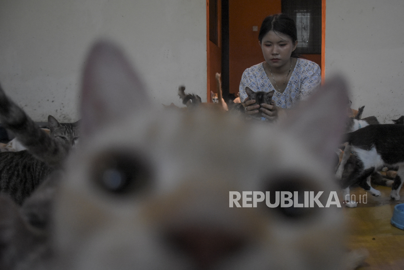 Rumah Singgah Kucing Bandung. Kini ada sebuah teknologi untuk menyerap bau pesing serta tidak membuat kotoran kucing menggumpal.