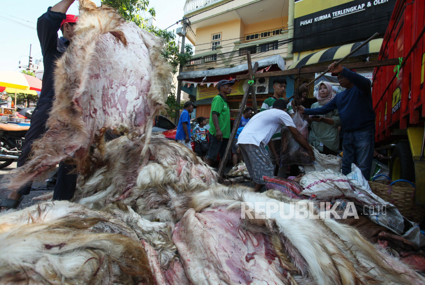 Pengepul menyortir dan menimbang kulit hewan kurban di Surabaya, Jawa Timur, Ahad (10/7/2022). Kulit hewan kurban itu dibeli dari warga dengan harga Rp7 ribu per kilogram untuk kulit sapi dan Rp30 ribu per lembar untuk kulit kambing. 