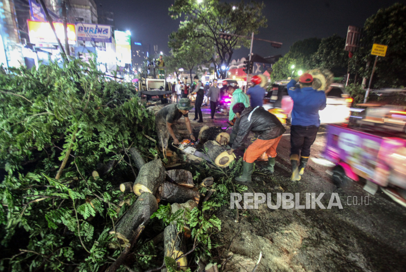 Petugas Dinas Lingkungan Hidup Kota Depok memotong pohon yang tumbang di pinggir Jalan Raya Margonda, Kota Depok, Jawa Barat, Sabtu (1/6/2024). Hujan deras yang mengguyur Kota Depok disertai angin kencang membuat banjir dan pohon besar yang ada di Jalan Margonda tumbang.