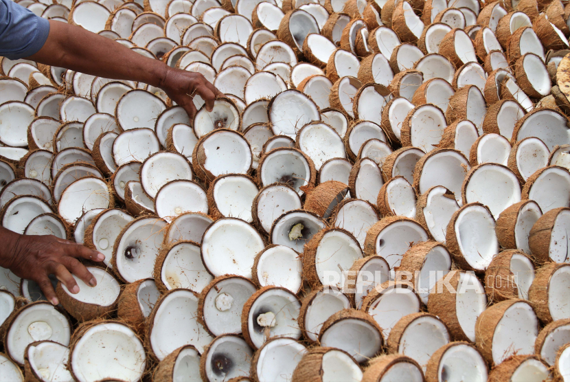 Menteri Koordinator (Menko) Pangan Zulkifli Hasan menilai kebun kelapa kini lebih menguntungkan dibanding kebun sawit seiring lonjakan harga kelapa di pasar.