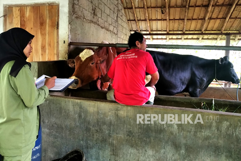 Veteriner mendata hewan ternak sebelum vaksinasi (ilustrasi). Kementerian Pertanian (Kementan) melalui Dinas Perkebunan dan Peternakan (Disbunnak) Provinsi Kalimantan Barat menyalurkan 25 ekor hewan ternak bantuan ganti rugi terdampak Penyakit Mulut dan Kuku (PMK).