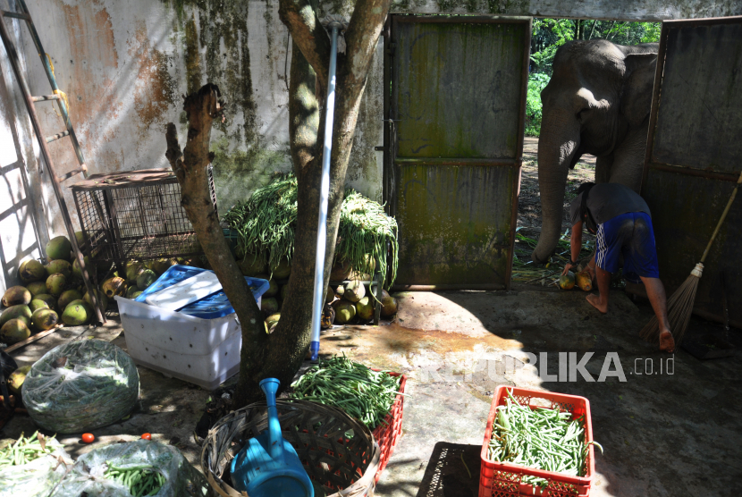 Petugas memberikan makanan kepada Gajah Sumatera bernama Siti (50 tahun) di Medan Zoo, (ilustrasi)