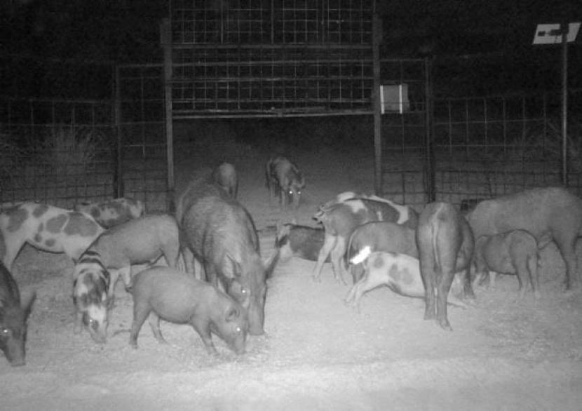 Kerugian Rp1 Triliun per Tahun, Petani Australia Kesulitan Basmi Babi Liar