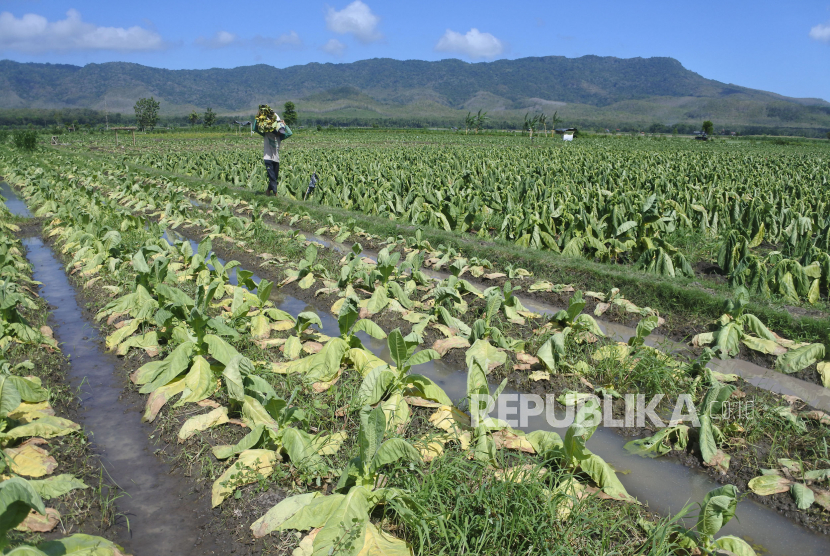 Seorang petani memanen daun tembakau lebih awal akibat banjir di Desa Ampel, Wuluhan, Jember, Jawa Timur, Selasa (11/7/2023) (ilustrasi).