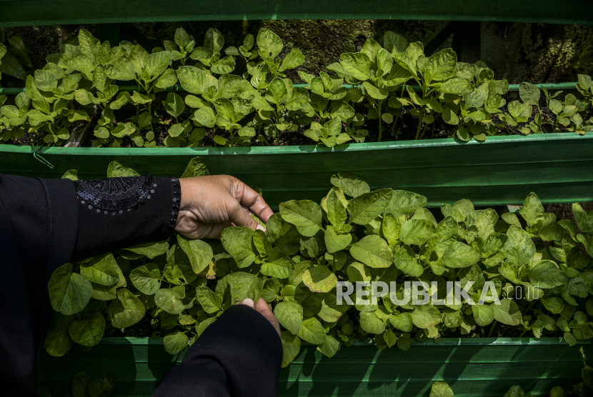 Zero Carbon Farms menanam herbal dan sayuran di Clapham, London selatan, daerah padat penduduk tanpa ruang untuk pertanian konvensional. 