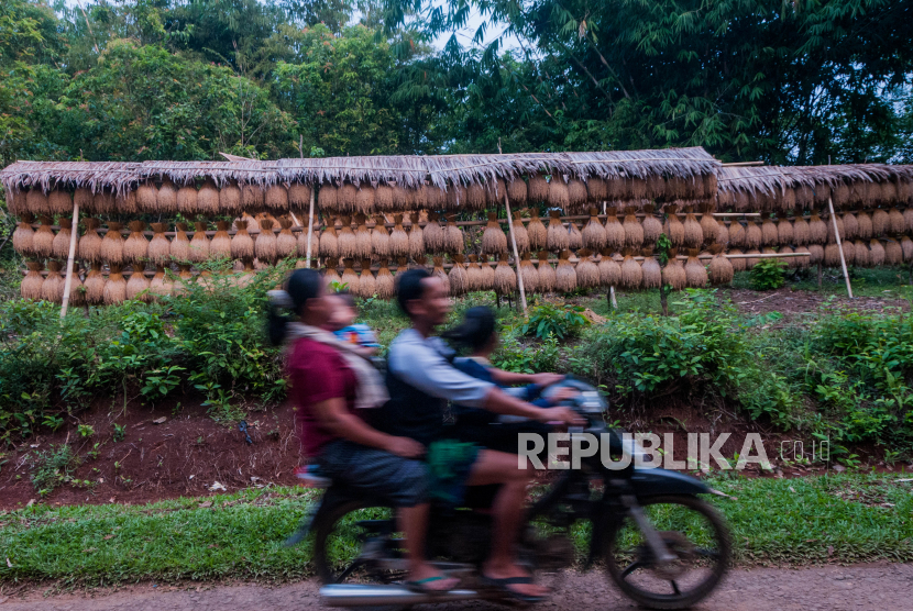 Warga melintas di depan padi yang dikeringkan di Lantayan di Desa Cidadap, Lebak, Banten, Senin (15/6/2020). Pasien positif terjangkit Covid-19 di Kabupaten Lebak tersisa delapan orang yang masih dalam perawatan medis RSUD Banten. 
