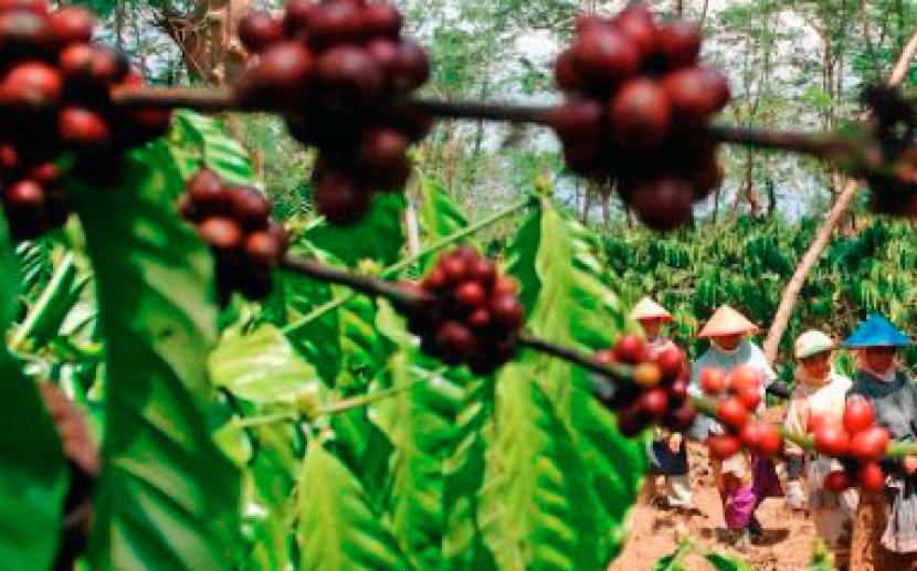 Cherry kopi Osing.