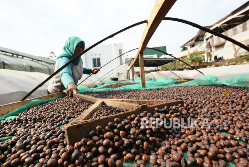 Aktivitas penjemuran kopi hasil fermentasi di gerai Kopi Puntang di kawasan Cimaung, Bandung