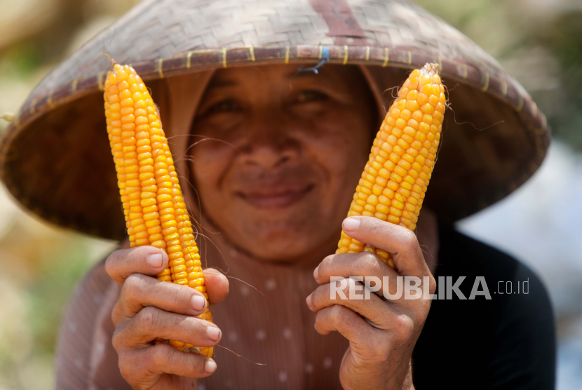 Seorang petani menunjukkan jagung yang baru dipanen di Cianjur, 14 Maret 2022. Selama pandemi Covid-19, sektor pertanian memperkuat neraca perdagangan Indonesia. Ilustrasi.