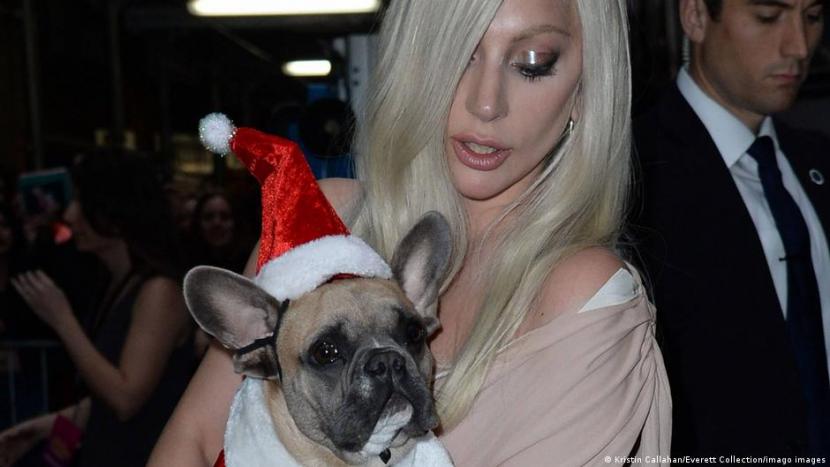 Lima Pelaku Penculikan Anjing Lady Gaga Didakwa
