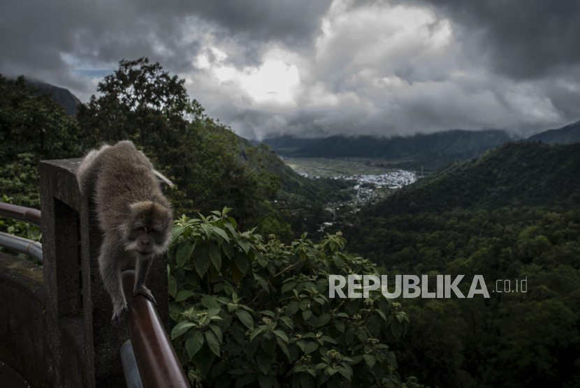 Kawanan Monyet Berkeliaran di Daerah Wisata Pulau Manuk (ilustrasi).