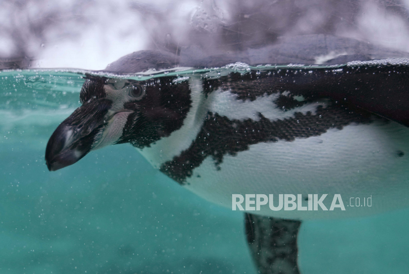 Penguin Magellan di Kebun Binatang & Taman San Francisco meninggal Rabu (6/7/2022) pada usia 40 tahun pada pekan ini. 