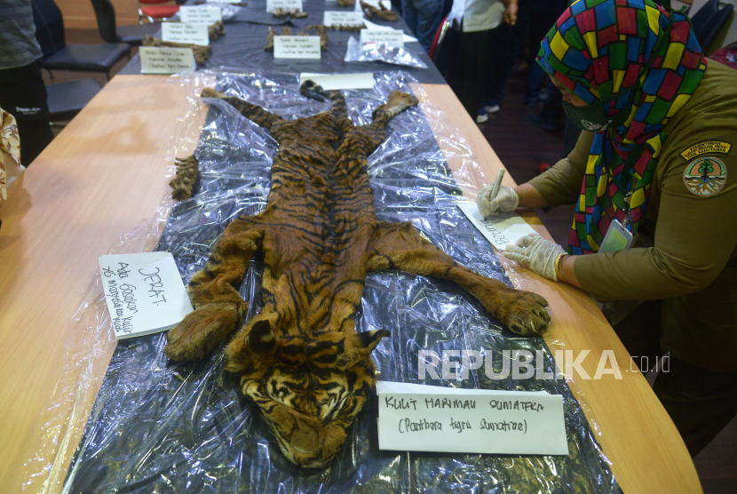 Barang bukti tindak kejahatan perdagangan kulit dan kerangka harimau sumatera (Panthera tigris sumatrae) di Mapolda Banda Aceh, Aceh, Senin (22/6/6/2020). 