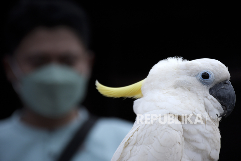 Burung Kakatua Jambul Kuning (Cacatua sulphurea) termasuk satwa dilindungi yang ditemukan di kapal yang bersandar di Saumlaki, Maluku.