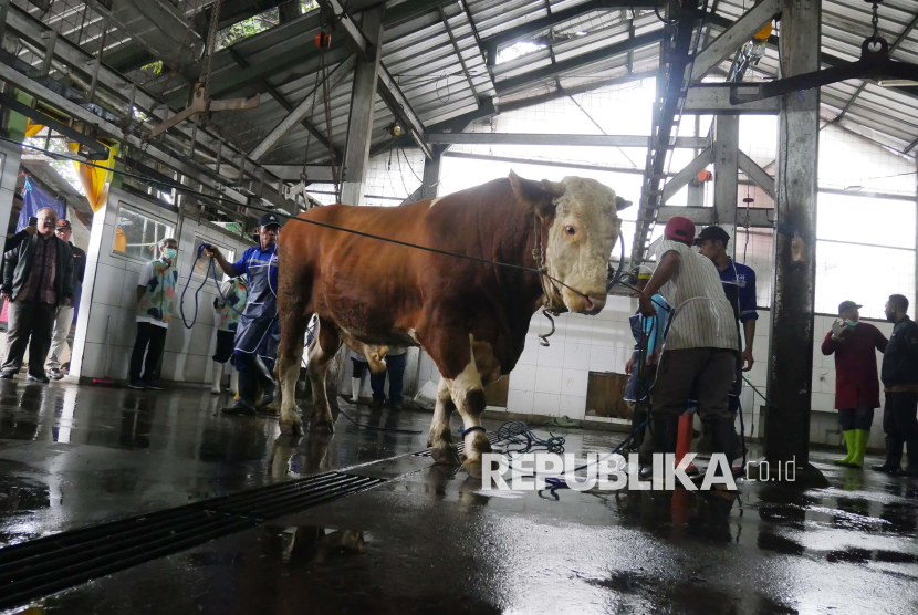Sapi kurban dari Presiden RI Prabowo Subianto, di Rumah Potong Hewan (RPH) Ciroyom, Kota Bandung, Sabtu (7/6/2025). 