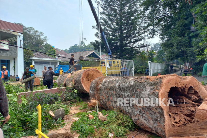 Pohon damar tumbang ke arah halaman sebuah kantor di Jalan Ir H Djuanda (Dago), Kota Bandung, Jawa Barat, Rabu (2/8/2023).
