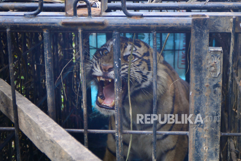Seekor Harimau Sumatera (Panthera tigris sumatrae) mengamuk saat masuk perangkap di Nagari Binjai, Kecamatan Tigo Nagari, Kabupaten Pasaman, Sumatera Barat, Ahad (4/2/2024). Balai Konservasi Sumber Daya Alam (BKSDA) Sumatera Barat mengevakuasi seekor Harimau Sumatera berjenis kelamin betina, setelah masuk ke kandang jebak yang dipasang karena sebulan terakhir mendapatkan laporan hewan dilindungi itu memakan ternak warga. 